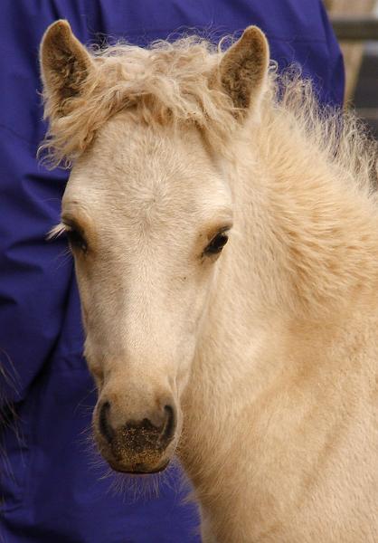 Sola von Heidmoor e.jpg